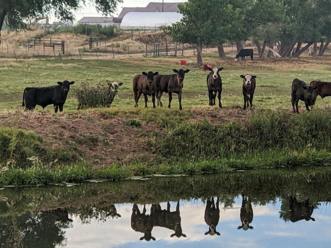 Full Blood Wagyu, F1 and F2 Crosses, Cattle and Calves  for Sale in Northern Colorado 